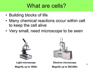 Building blocks of life Many chemical reactions occur within cell to keep the cell alive Very small, need microscope to be seen What are cells? Light microscope Magnify up to 1000x Electron microscope Magnify up to 200,000x 