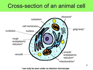 Cross-section of an animal cell golgi body* rough endoplasmic reticulum* vacuole cell membrane ribosome* cytoplasm nucleus *can only be seen under an electron microscope nucleolus smooth endoplasmic reticulum* mitochondrion* 
