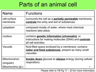 Parts of an animal cell Please refer to TB Pg 17 – 23 for more information. fluid-filled space enclosed by a membrane; contains  water and food substances ; present as many small vacuoles Vacuole contains  genetic information (chromatin) , or instructions for making molecules (DNA) and  controls  all cell activities. nucleus breaks down  glucose to  release  energy (during cellular respiration). Mitochondrion (singular) Mitochondria (pl.) composed mostly of water, where most chemical reactions take place cytoplasm surrounds the cell as a  partially permeable  membrane;  controls  the entry and exit of substances cell surface membrane Functions Name 