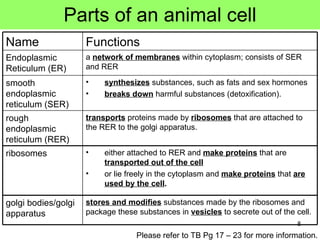 Parts of an animal cell Please refer to TB Pg 17 – 23 for more information. either attached to RER and  make proteins  that are  transported out of the cell or lie freely in the cytoplasm and  make proteins  that  are used by the cell . ribosomes stores and modifies  substances made by the ribosomes and package these substances in  vesicles  to secrete out of the cell. golgi bodies/golgi apparatus transports  proteins made by  ribosomes  that are attached to the RER to the golgi apparatus.  rough endoplasmic reticulum (RER) synthesizes  substances, such as fats and sex hormones breaks down  harmful substances (detoxification). smooth endoplasmic reticulum (SER) a  network of membranes  within cytoplasm; consists of SER and RER Endoplasmic Reticulum (ER) Functions Name 