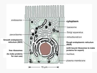 cytoplasm Rough endoplasmic reticulum (RER) (with bound ribosomes to make proteins for export) free ribosomes (to make proteins for own use) Smooth endoplasmic reticulum (SER) 