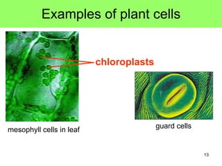 Examples of plant cells chloroplasts guard cells mesophyll cells in leaf 