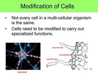 Modification of Cells  <ul><li>Not every cell in a multi-cellular organism is the same. </li></ul><ul><li>Cells need to be...