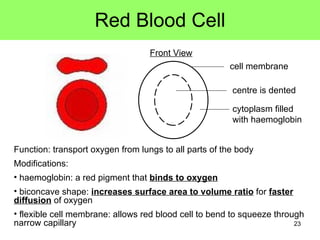 Red Blood Cell cell membrane cytoplasm filled with haemoglobin Front View <ul><li>Function: transport oxygen from lungs to...
