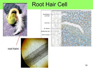 Cell Structure And Organisation