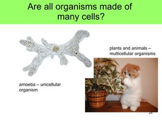 Are all organisms made of  many cells? amoeba – unicellular organism plants and animals – multicellular organisms 
