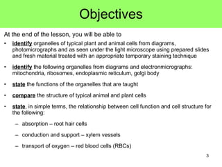 Objectives <ul><li>At the end of the lesson, you will be able to </li></ul><ul><li>identify  organelles of typical plant a...