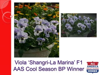 Viola ‘Shangri-La Marina’ F1AAS Cool Season BP Winner