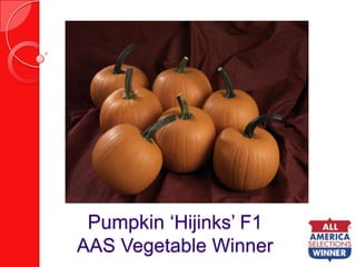 Pumpkin ‘Hijinks’ F1AAS Vegetable Winner 
