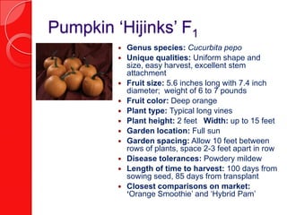 Pumpkin ‘Hijinks’ F1Genus species: Cucurbita pepoUnique qualities: Uniform shape and size, easy harvest, excellent stem attachmentFruit size: 5.6 inches long with 7.4 inch diameter;  weight of 6 to 7 poundsFruit color: Deep orangePlant type: Typical long vinesPlant height: 2 feet   Width: up to 15 feetGarden location: Full sunGarden spacing: Allow 10 feet between rows of plants, space 2-3 feet apart in rowDisease tolerances: Powdery mildewLength of time to harvest: 100 days from sowing seed, 85 days from transplantClosest comparisons on market: ‘Orange Smoothie’ and ‘Hybrid Pam’