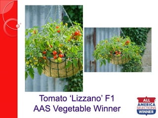 Tomato ‘Lizzano’ F1AAS Vegetable Winner