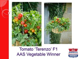 Tomato ‘Terenzo’ F1AAS Vegetable Winner