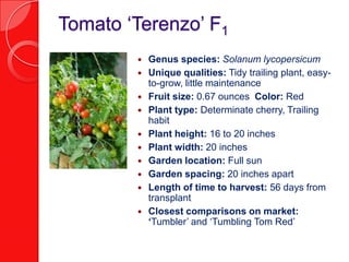 Tomato ‘Terenzo’ F1Genus species: Solanum lycopersicumUnique qualities: Tidy trailing plant, easy-to-grow, little maintenanceFruit size: 0.67 ounces  Color: RedPlant type: Determinate cherry, Trailing habitPlant height: 16 to 20 inchesPlant width: 20 inchesGarden location: Full sunGarden spacing: 20 inches apartLength of time to harvest: 56 days from transplantClosest comparisons on market: ‘Tumbler’ and ‘Tumbling Tom Red’ 