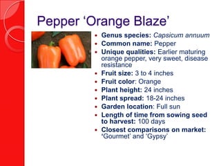 Pepper ‘Orange Blaze’Genus species: Capsicum annuumCommon name: PepperUnique qualities: Earlier maturing orange pepper, very sweet, disease resistanceFruit size: 3 to 4 inchesFruit color: OrangePlant height: 24 inches Plant spread: 18-24 inchesGarden location: Full sunLength of time from sowing seed to harvest: 100 daysClosest comparisons on market: ‘Gourmet’ and ‘Gypsy’