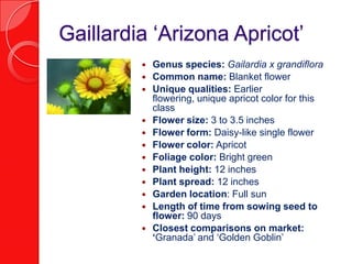 Gaillardia ‘Arizona Apricot’Genus species: Gailardia x grandifloraCommon name: Blanket flowerUnique qualities: Earlier flowering, unique apricot color for this classFlower size: 3 to 3.5 inchesFlower form: Daisy-like single flowerFlower color: ApricotFoliage color: Bright greenPlant height: 12 inches Plant spread: 12 inchesGarden location: Full sunLength of time from sowing seed to flower: 90 daysClosest comparisons on market: ‘Granada’ and ‘Golden Goblin’