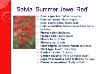 Salvia ‘Summer Jewel Red’Genus species: Salvia coccineaCommon name: Hummingbird sage, Scarlet sage, Texas sage Unique qualities: More compact and earlier to flowerFlower color: Bright redFoliage color: Dark greenFlower form: SpikeFlower size: ½ inchPlant height: 20 inches Width: 16 inchesPlant type: Dwarf, branchingGarden location: Full sunGarden spacing: 10 to 12 inches apartDays from sowing seed to flower: 50 daysClosest comparison: ‘Lady in Red’