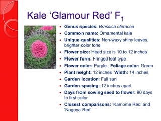 Kale ‘Glamour Red’ F1Genus species: Brassica oleraceaCommon name: Ornamental kaleUnique qualities: Non-waxy shiny leaves, brighter color toneFlower size: Head size is 10 to 12 inchesFlower form: Fringed leaf typeFlower color: Purple   Foliage color: GreenPlant height: 12 inches  Width: 14 inchesGarden location: Full sunGarden spacing: 12 inches apartDays from sowing seed to flower: 90 days to first color. Closest comparisons: ‘Kamome Red’ and ‘Nagoya Red’
