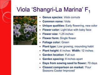 Viola ‘Shangri-La Marina’ F1Genus species: Viola cornutaCommon name: ViolaUnique qualities: Early flowering, new colorFlower color: Light blue with baby faceFlower size: 1.25 inchesFlower form: Single flowerFoliage color: GreenPlant type: Low growing, mounding habitPlant height: 6 inches  Width: 12 inchesGarden location: Full sunGarden spacing: 8 inches apartDays from sowing seed to flower: 70 daysClosest comparison on market: ‘Four Seasons Cooler Improved’