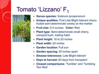 Tomato ‘Lizzano’ F1Genus species: Solanum lycopersicumUnique qualities: First Late Blight tolerant cherry fruited semi-determinate variety on the marketFruit size: 0.4 ounces   Color: RedPlant type: Semi-determinate small cherry, compact bush, trailing habitPlant height: 16 to 20 inchesPlant width: 20 inchesGarden location: Full sun Garden spacing: 20 inches apartDisease tolerances: Late Blight tolerantDays to harvest: 63 days from transplantClosest comparisons: ‘Tumbler’ and ‘Tumbling Tom Red’