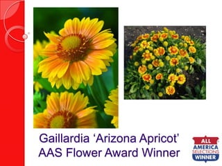 Gaillardia ‘Arizona Apricot’AAS Flower Award Winner