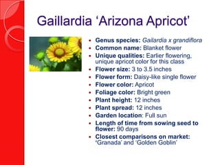 Gaillardia ‘Arizona Apricot’Genus species: Gailardia x grandifloraCommon name: Blanket flowerUnique qualities: Earlier flowering, unique apricot color for this classFlower size: 3 to 3.5 inchesFlower form: Daisy-like single flowerFlower color: ApricotFoliage color: Bright greenPlant height: 12 inches Plant spread: 12 inchesGarden location: Full sunLength of time from sowing seed to flower: 90 daysClosest comparisons on market: ‘Granada’ and ‘Golden Goblin’