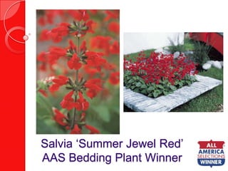 Salvia ‘Summer Jewel Red’AAS Bedding Plant Winner