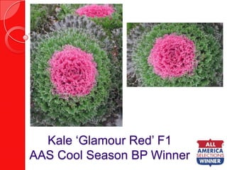 Kale ‘Glamour Red’ F1AAS Cool Season BP Winner
