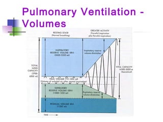 Pulmonary Ventilation -
Volumes
 