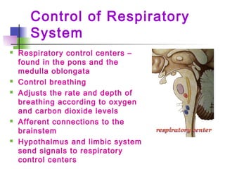 Control of Respiratory
System
 Respiratory control centers –
found in the pons and the
medulla oblongata
 Control breathing
 Adjusts the rate and depth of
breathing according to oxygen
and carbon dioxide levels
 Afferent connections to the
brainstem
 Hypothalmus and limbic system
send signals to respiratory
control centers
 