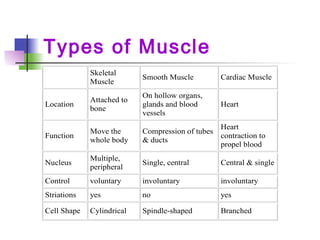 Types of Muscle
Skeletal
Muscle
Smooth Muscle Cardiac Muscle
Location
Attached to
bone
On hollow organs,
glands and blood
vessels
Heart
Function
Move the
whole body
Compression of tubes
& ducts
Heart
contraction to
propel blood
Nucleus
Multiple,
peripheral
Single, central Central & single
Control voluntary involuntary involuntary
Striations yes no yes
Cell Shape Cylindrical Spindle-shaped Branched
 