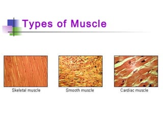 Types of Muscle
 