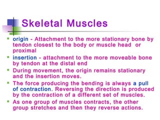 Skeletal Muscles
 origin - Attachment to the more stationary bone by
tendon closest to the body or muscle head or
proximal
 insertion - attachment to the more moveable bone
by tendon at the distal end
 During movement, the origin remains stationary
and the insertion moves.
 The force producing the bending is always a pull
of contraction. Reversing the direction is produced
by the contraction of a different set of muscles.
 As one group of muscles contracts, the other
group stretches and then they reverse actions.
 