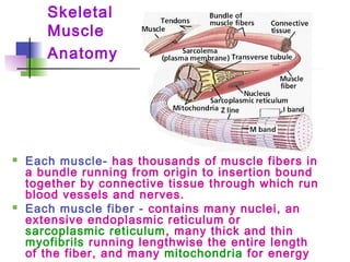 Skeletal
Muscle
Anatomy
 Each muscle- has thousands of muscle fibers in
a bundle running from origin to insertion bound
together by connective tissue through which run
blood vessels and nerves.
 Each muscle fiber - contains many nuclei, an
extensive endoplasmic reticulum or
sarcoplasmic reticulum, many thick and thin
myofibrils running lengthwise the entire length
of the fiber, and many mitochondria for energy
 
