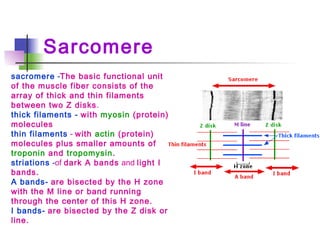 Sarcomere
sacromere -The basic functional unit
of the muscle fiber consists of the
array of thick and thin filaments
between two Z disks.
thick filaments - with myosin (protein)
molecules
thin filaments - with actin (protein)
molecules plus smaller amounts of
troponin and tropomysin.
striations -of dark A bands and light I
bands.
A bands- are bisected by the H zone
with the M line or band running
through the center of this H zone.
I bands- are bisected by the Z disk or
line.
 