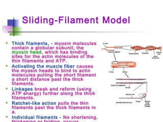 Sliding-Filament Model
 Thick filaments, - myosin molecules
contain a globular subunit, the
myosin head, which has binding
sites for the actin molecules of the
thin filaments and ATP.
 Activating the muscle fiber causes
the myosin heads to bind to actin
molecules pulling the short filament
a short distance past the thick
filaments.
 Linkages break and reform (using
ATP energy) further along the thick
filaments.
 Ratchet-like action pulls the thin
filaments past the thick filaments in
a.
 Individual filaments - No shortening,
 