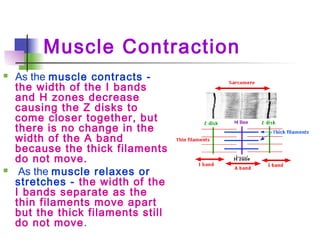 Muscle Contraction
 As the muscle contracts -
the width of the I bands
and H zones decrease
causing the Z disks to
come closer together, but
there is no change in the
width of the A band
because the thick filaments
do not move.
 As the muscle relaxes or
stretches - the width of the
I bands separate as the
thin filaments move apart
but the thick filaments still
do not move.
 