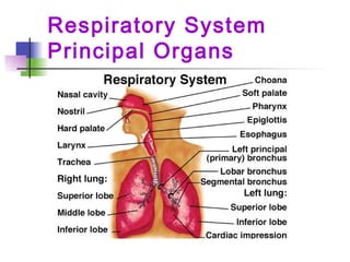 Respiratory System
Principal Organs
 