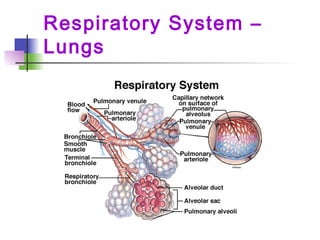 Respiratory System –
Lungs
 