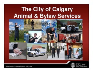 The City of Calgary
Animal & Bylaw Services
 