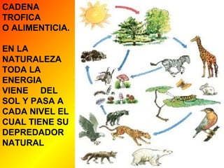 CADENA 
TROFICA 
O ALIMENTICIA. 
EN LA 
NATURALEZA 
TODA LA 
ENERGIA 
VIENE DEL 
SOL Y PASA A 
CADA NIVEL EL 
CUAL TIENE SU 
DEPREDADOR 
NATURAL 
 