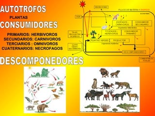 PLANTAS 
PRIMARIOS: HERBIVOROS 
SECUNDARIOS: CARNIVOROS 
TERCIARIOS : OMNIVOROS 
CUATERNARIOS: NECROFAGOS 
 