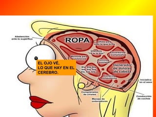 EL OJO VÉ, 
LO QUE HAY EN EL 
CEREBRO. 
 