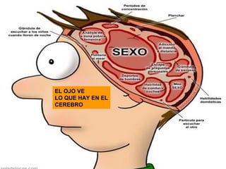 EL OJO VE 
LO QUE HAY EN EL 
CEREBRO 
 