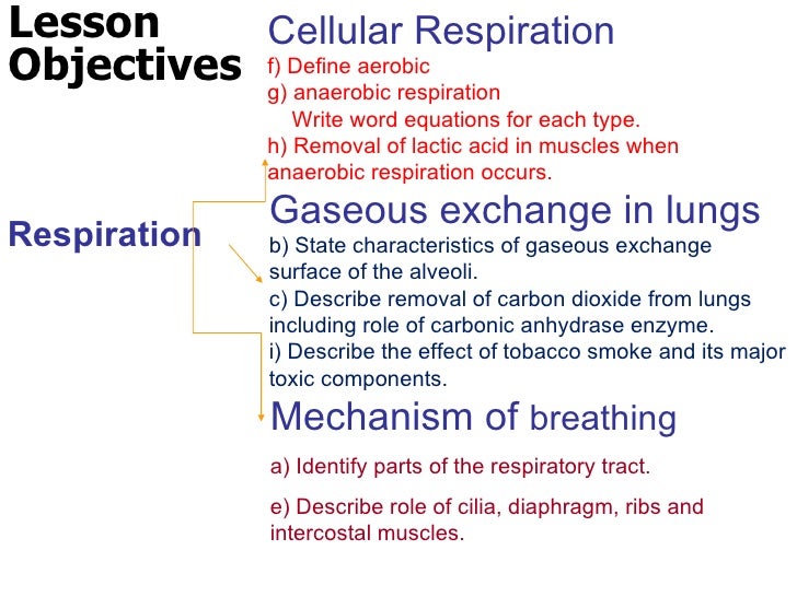 What is the chemical equation for cell respiration