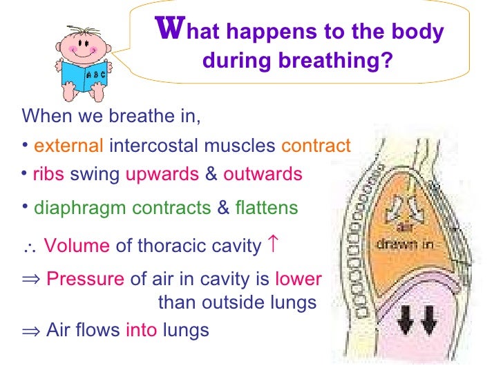 2011 cellular respiration