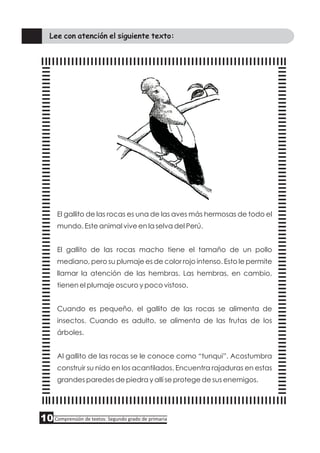 Lee con atención el siguiente texto:
El gallito de las rocas es una de las aves más hermosas de todo el
mundo. Este animal vive en la selva del Perú.
El gallito de las rocas macho tiene el tamaño de un pollo
mediano, pero su plumaje es de color rojo intenso. Esto le permite
llamar la atención de las hembras. Las hembras, en cambio,
tienen el plumaje oscuro y poco vistoso.
Cuando es pequeño, el gallito de las rocas se alimenta de
insectos. Cuando es adulto, se alimenta de las frutas de los
árboles.
Al gallito de las rocas se le conoce como “tunqui”. Acostumbra
construir su nido en los acantilados. Encuentra rajaduras en estas
grandes paredes de piedra y allí se protege de sus enemigos.
10Comprensión de textos: Segundo grado de primaria
 