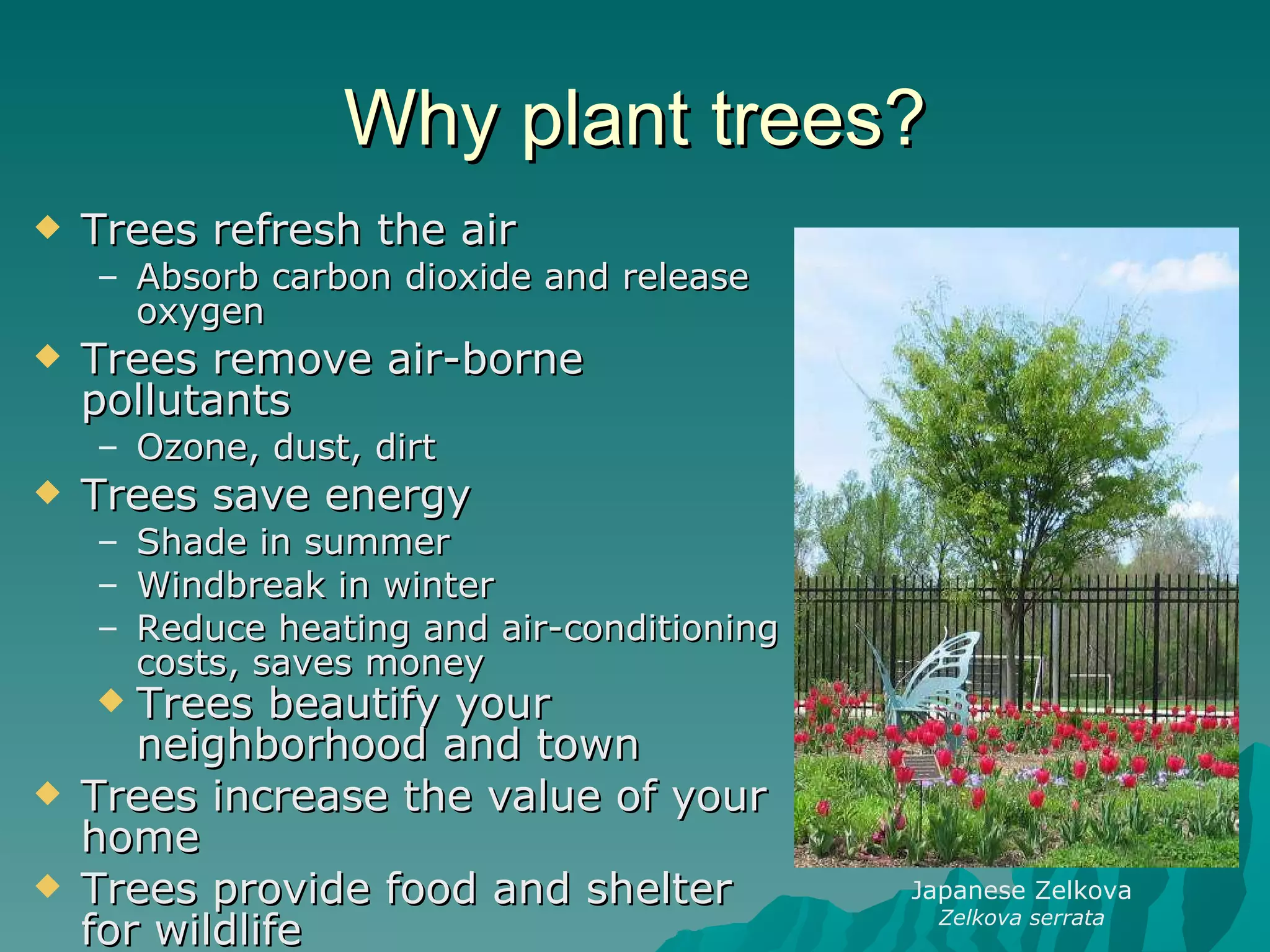 Why plant trees? Trees refresh the air Absorb carbon dioxide and release oxygen Trees remove air-borne pollutants Ozone, dust, dirt Trees save energy Shade in summer Windbreak in winter Reduce heating and air-conditioning costs, saves money Trees beautify your neighborhood and town   Trees increase the value of your home Trees provide food and shelter for wildlife Japanese Zelkova Zelkova serrata 