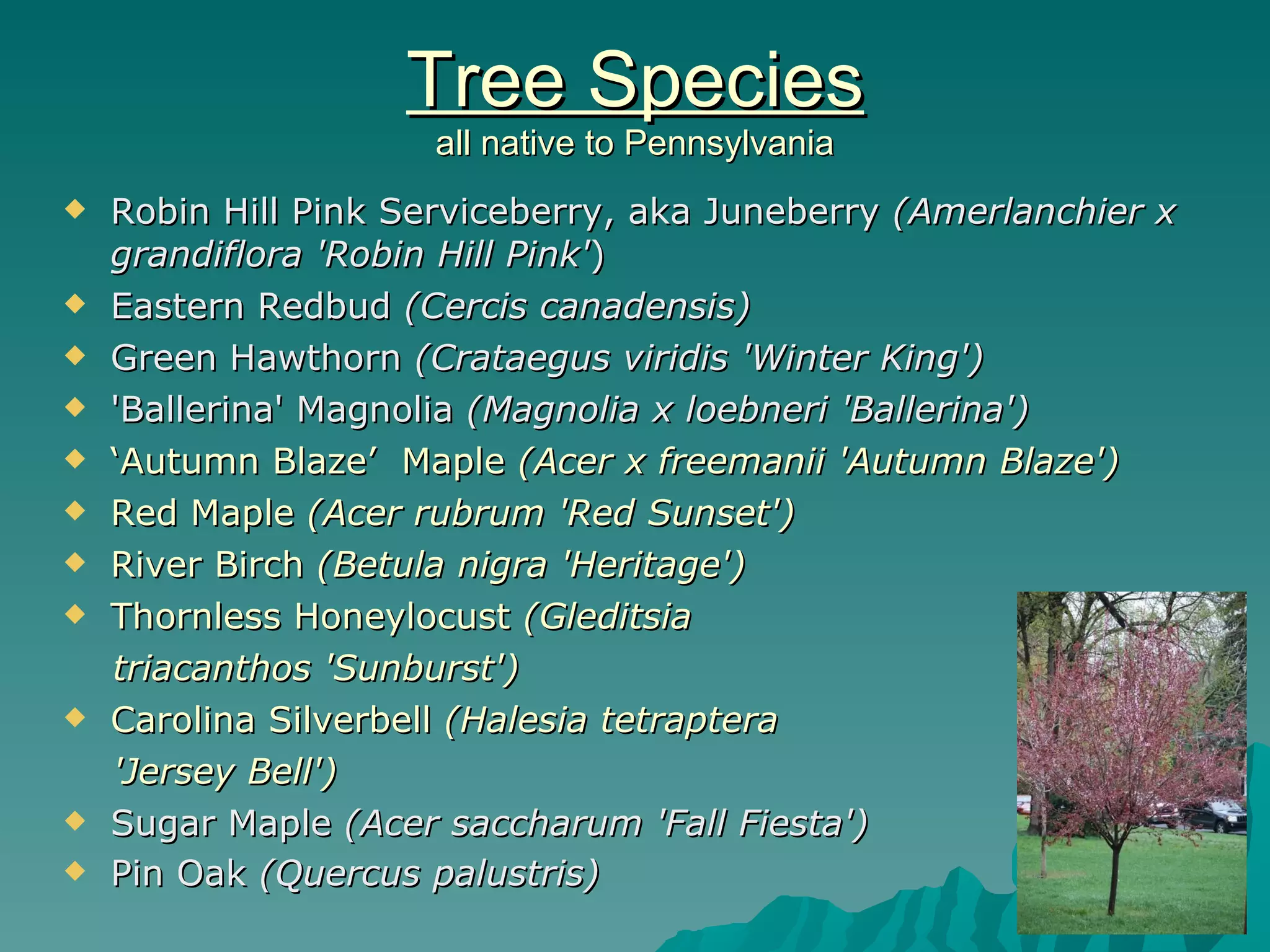 Tree Species all native to Pennsylvania Robin Hill Pink Serviceberry, aka Juneberry  (Amerlanchier x grandiflora 'Robin Hill Pink' )  Eastern Redbud  (Cercis canadensis)  Green Hawthorn  (Crataegus viridis 'Winter King')  'Ballerina' Magnolia  (Magnolia x loebneri 'Ballerina')  ‘ Autumn Blaze’  Maple  (Acer x freemanii 'Autumn Blaze')  Red Maple  (Acer rubrum 'Red Sunset')  River Birch  (Betula nigra 'Heritage')  Thornless Honeylocust  (Gleditsia  triacanthos 'Sunburst')  Carolina Silverbell  (Halesia tetraptera  'Jersey Bell')  Sugar Maple  (Acer saccharum 'Fall Fiesta')  Pin Oak  (Quercus palustris)  