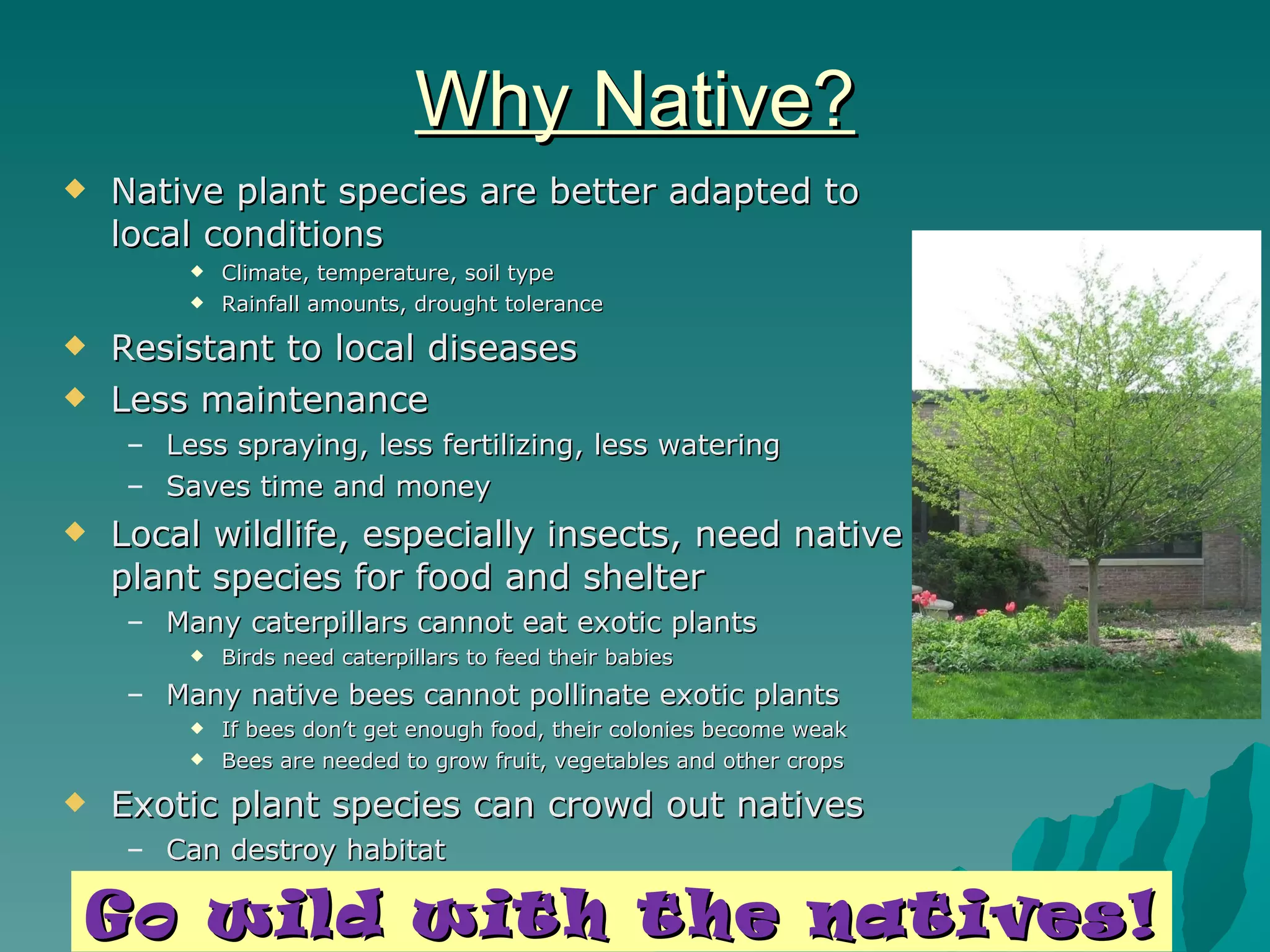 Why Native? Native plant species are better adapted to local conditions Climate, temperature, soil type Rainfall amounts, drought tolerance Resistant to local diseases Less maintenance Less spraying, less fertilizing, less watering Saves time and money Local wildlife, especially insects, need native plant species for food and shelter Many caterpillars cannot eat exotic plants Birds need caterpillars to feed their babies Many native bees cannot pollinate exotic plants If bees don’t get enough food, their colonies become weak Bees are needed to grow fruit, vegetables and other crops Exotic plant species can crowd out natives Can destroy habitat Go wild with the natives! 