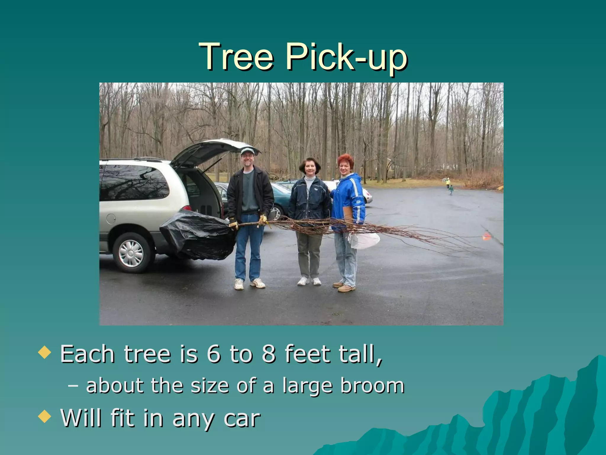Tree Pick-up Each tree is 6 to 8 feet tall,  about the size of a large broom  Will fit in any car 